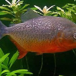 紅虎魚|紅腹食人魚:納氏臀點脂鯉（Pygocentrus nattereri）又